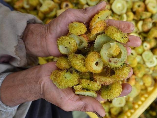 氨基酸|此种带刺野果,女人常吃可防病治病、美容养颜、增强抵抗力