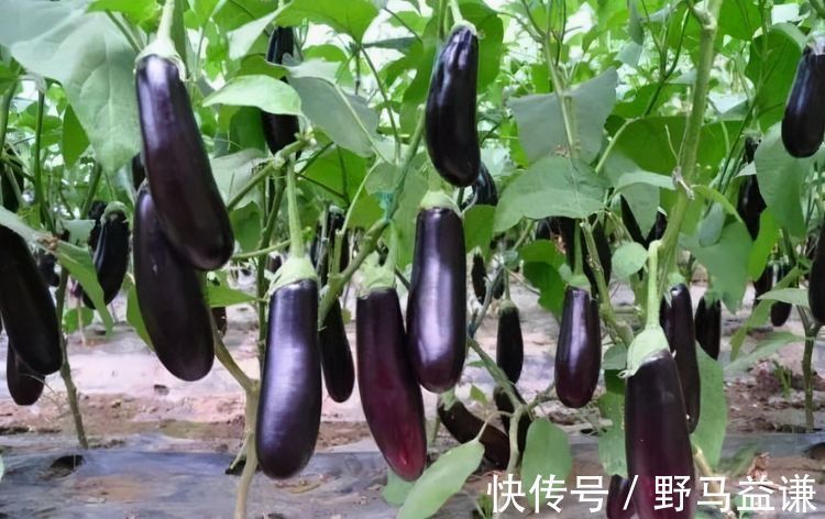 通便|女性想要身体好,多吃3种食物,排出湿气、润肠通便,帮助消水肿