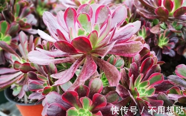 多肉孔雀和赤霞飞长得像吗?不,它们无论是颜色还是叶形都不雷同