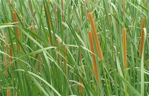 蒲黄如何栽种好,农民掌握以下要点,收获高产优质的蒲黄