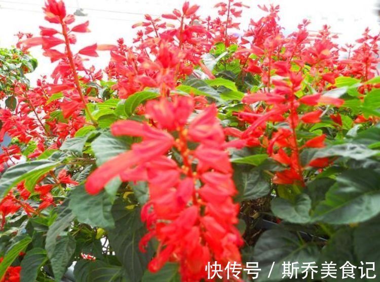 温室|家养此款花,耐旱耐热懒人必备,简单几个技巧,轻松养爆盆