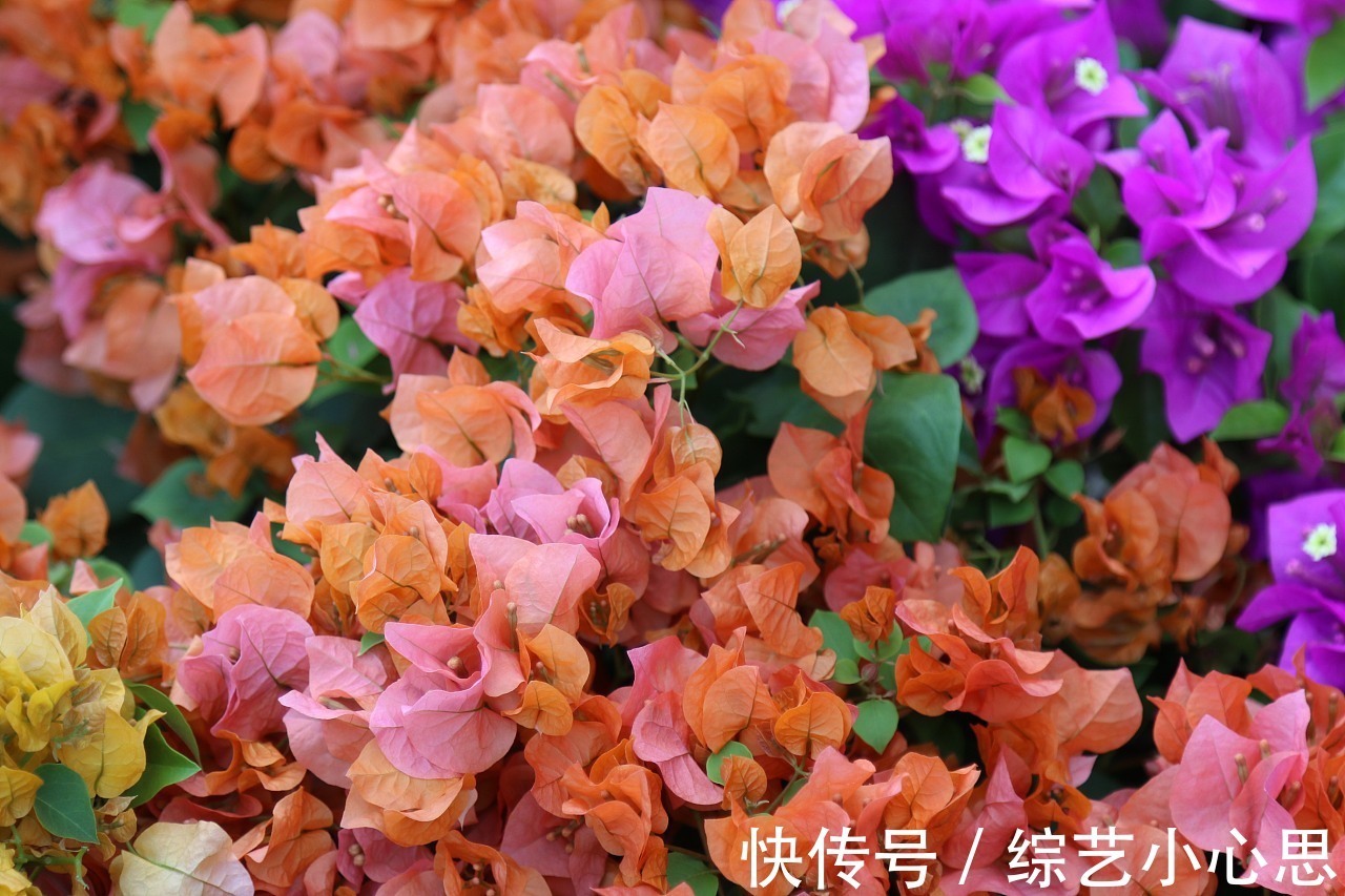 喜欢养护花卉,就在家中养护花色艳丽,花期长,美丽妖娆的3种花