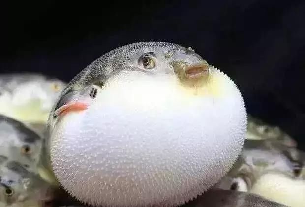 日本因吃河豚中毒死亡6000多人 为啥日本人还是喜欢吃河豚 快资讯