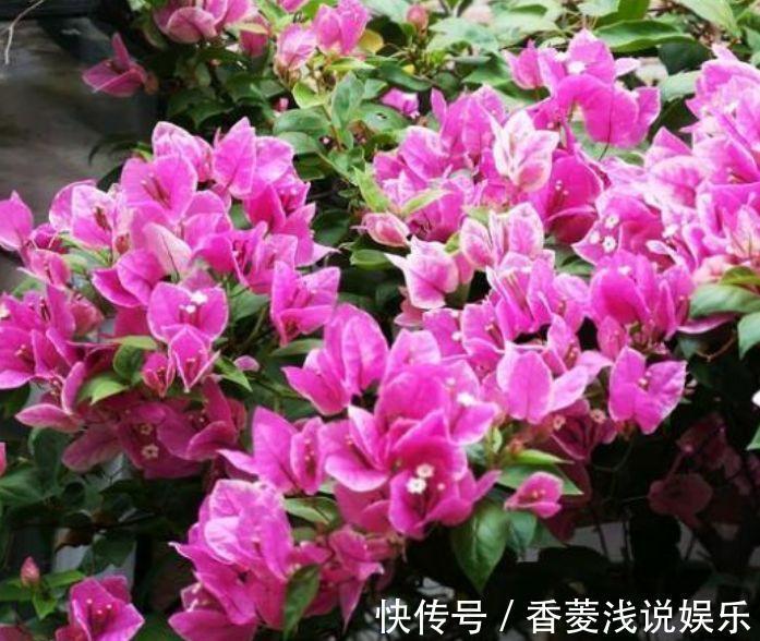 从5月13日开始,家养此款花卉,丢土里就能活,花开美艳绝伦