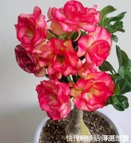 时间少就养 2种花 开花很漂亮 30天不浇水也 死不了 粉紫色 时间少就养 2种花 开花很漂亮 30天不浇水也 死不了 粉紫色