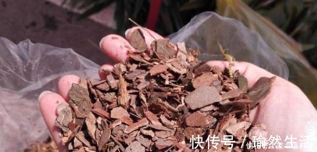 花卉|爷爷养君子兰,把“它”垫在盆底,冒出“6个花苞”,叶片油绿!