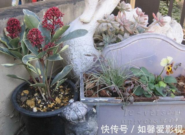 浇水|养花不会浇水,家里再多花也会被糟蹋,新手盆栽浇水指南