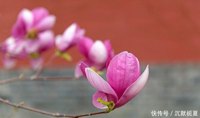 有院子就种4种树,老祖宗留下的“顺口溜”,不是没有道理!