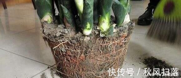 土壤|养花土壤板结,三种“玩意儿”丢盆里,土又好又肥,再也不板结了