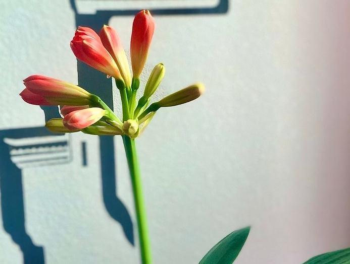 秋和冬|君子兰的叶片如何更加油亮肥厚呢,做到几点,君子兰让家居生辉