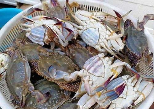 同样是蟹,梭子蟹、大闸蟹、青蟹都有啥区别看完下次别再买错