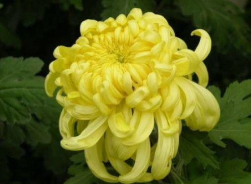 11月23号阴历是多少