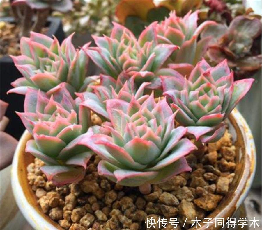 多肉中的“清纯女王”,清秀优雅养护简单,做好5要点,晶莹剔透