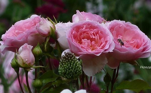 养花试试这款,花是粉红色的,可以用作藤蔓植物