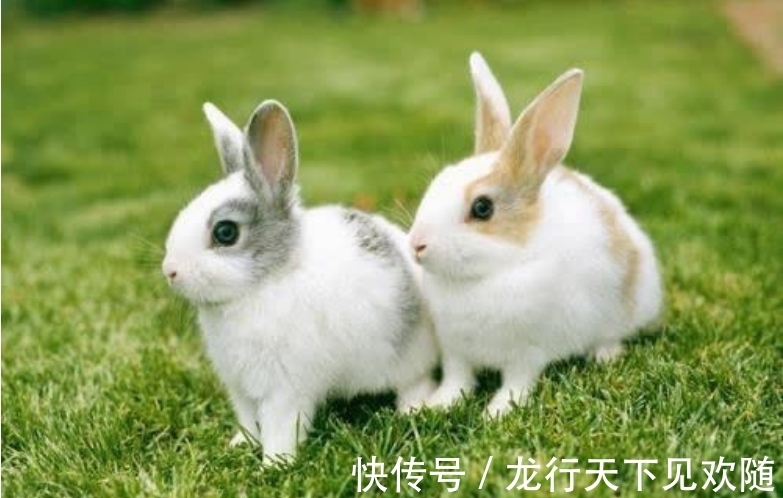 英国@1726年,英国女子生下9只兔子?国王派人查验,女子惨遭入狱?