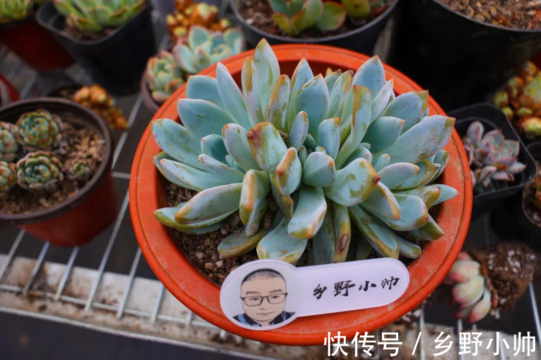多肉|做好这几点，多肉养个两三年，变成大老桩