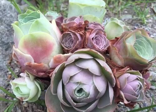 这3样冷门多肉花头似玫瑰，漂亮好打理，价钱还不贵