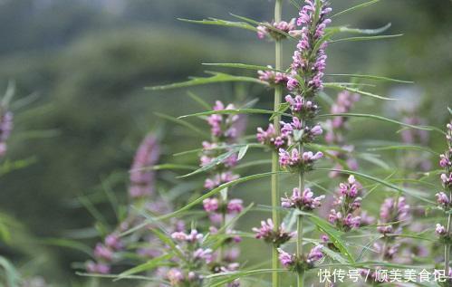 这野菜名叫益母草,有营养,价值高,挖一棵回家,作用多
