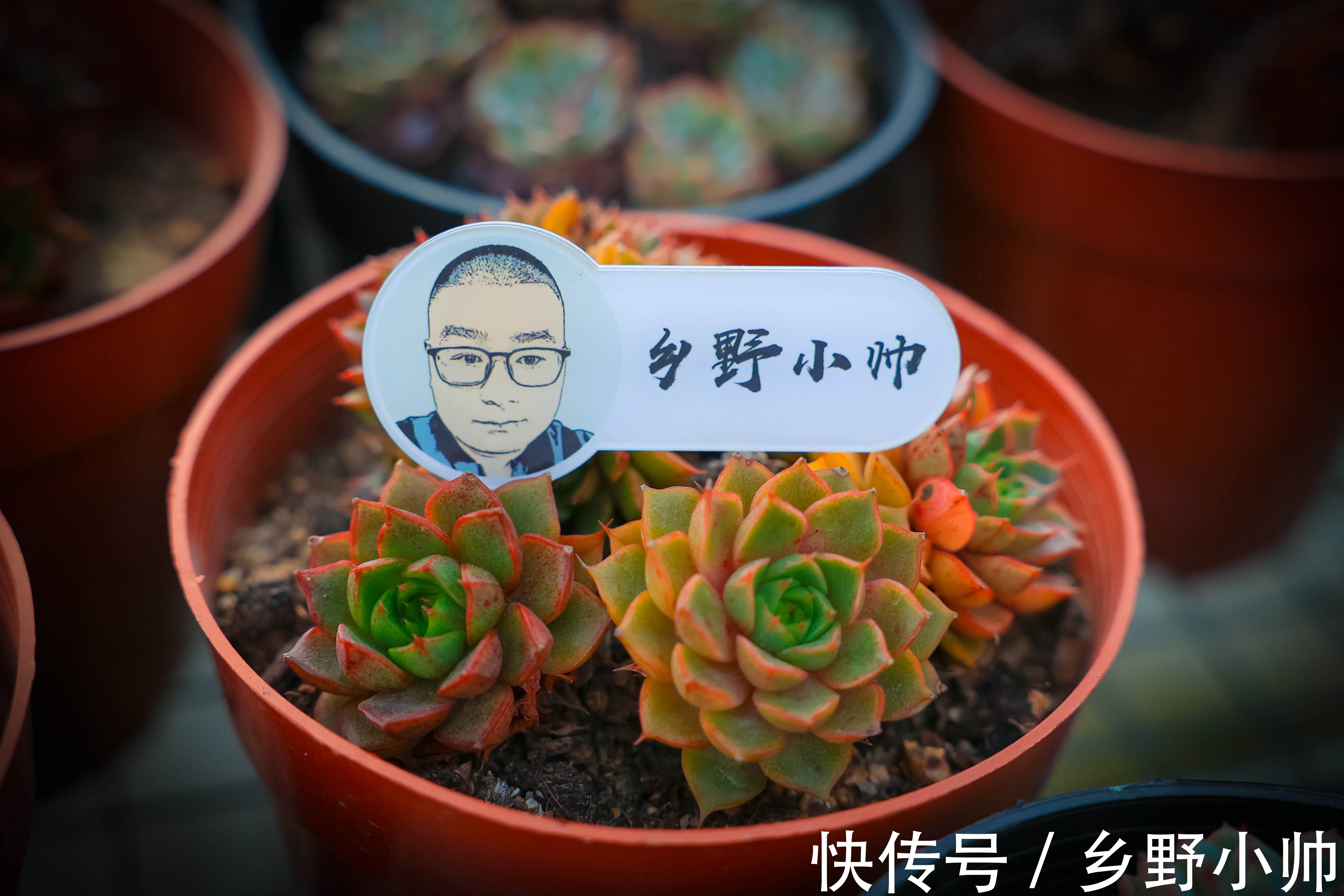 秋天|秋天来了，养肉方式要改变。这三件事不要急，否则多肉不生长