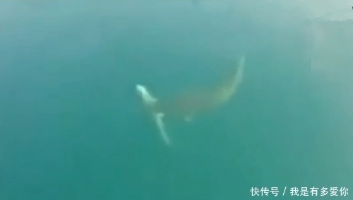 大鱼|中了一小鱼,结果一大鱼咬着小鱼不放,一抓就得,这鱼是吃货吗?