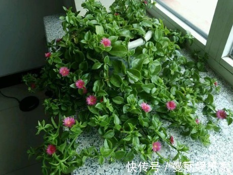 生活环境|牡丹吊兰不用养，几片叶子能自活，教你4招小秘诀，花开瀑布美翻