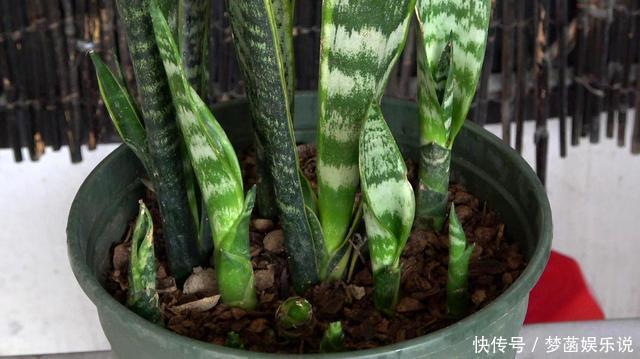 虎皮兰不爱出小芽?从4个方面“喂饱”它,小芽一个接一个