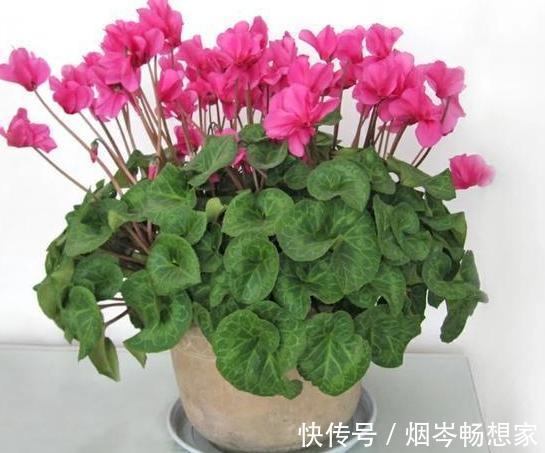 管理|日常养护仙客来难围绕5点管理,盆栽株型美、叶片密、开花多