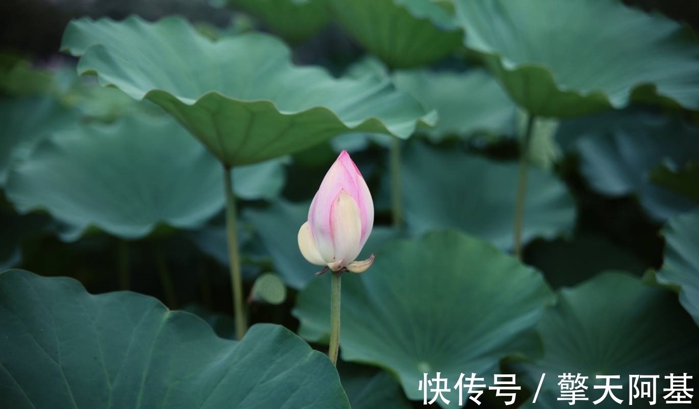 好聚好散|未来9天，桃花芳香，感动神明，桃花朵朵，旧爱心软，追回旧爱