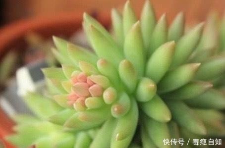 多肉|这5种多肉开花就像中奖一样,雅乐之舞最不常见,桃蛋开花最好看!