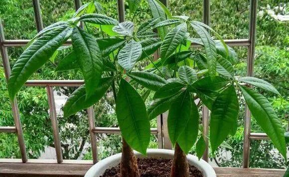 坏事|3种植物最怕“乱浇水”,有时候太勤快反而坏事,管住手,不烂根