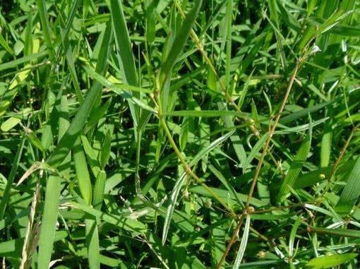 癌细胞|此物被称为“抗癌草”,具有清热解毒,消炎止痛,活血利尿等功效