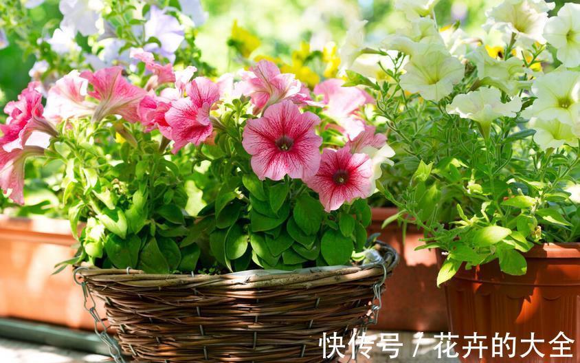 夏季|夏季养花,生了小腻虫该怎么办?学会这3招,“去根”不难