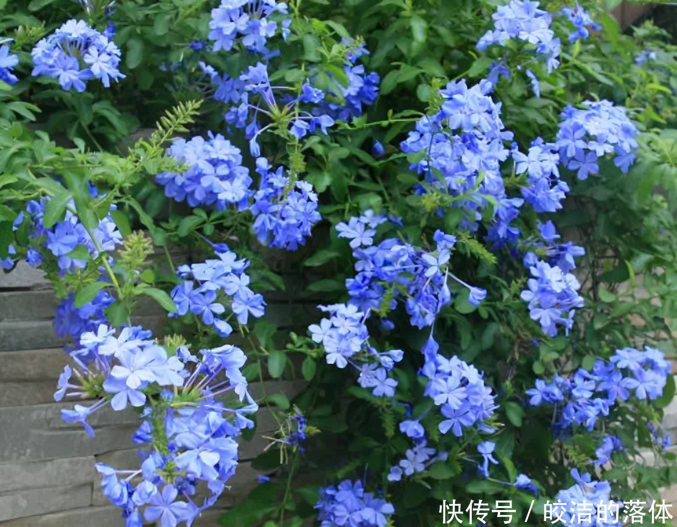 佳品|不怕天气热的“6种花”,好管理易养护,个个是盆栽佳品