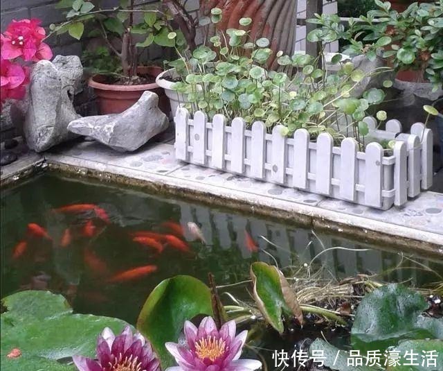庭院里除了养花种草,还可以造个鱼池,每天逗鱼品茶,像世外桃源!
