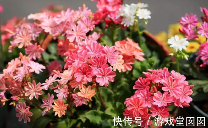 多肉露薇花,四季开花不停,你确定不养一盆