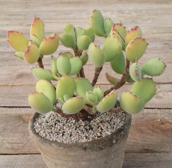 养殖多肉熊童子，盆栽谨记''3重点''，枝繁叶茂、爪子上色快