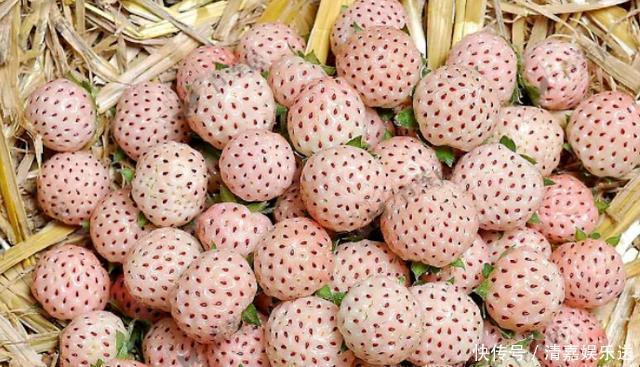 世界上最稀|超稀有的水果,有钱也买不到,菠萝莓