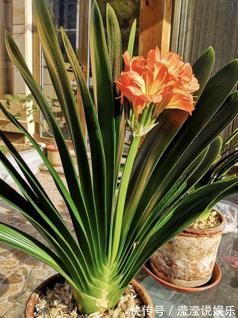 光照|养好君子兰,首先要“戒掉”3个坏习惯,要不烂根、不长、不开花