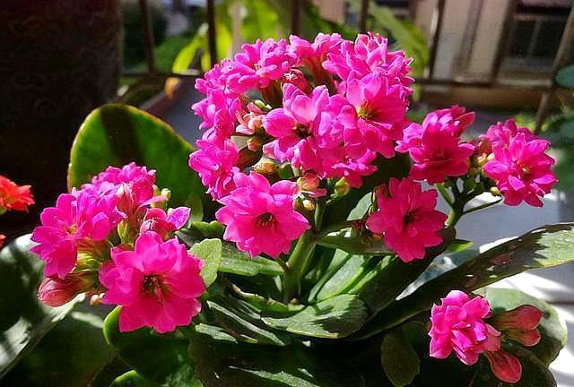 长寿花做好两个“关键点”，“花期”您来“掌控”，想让开就开！