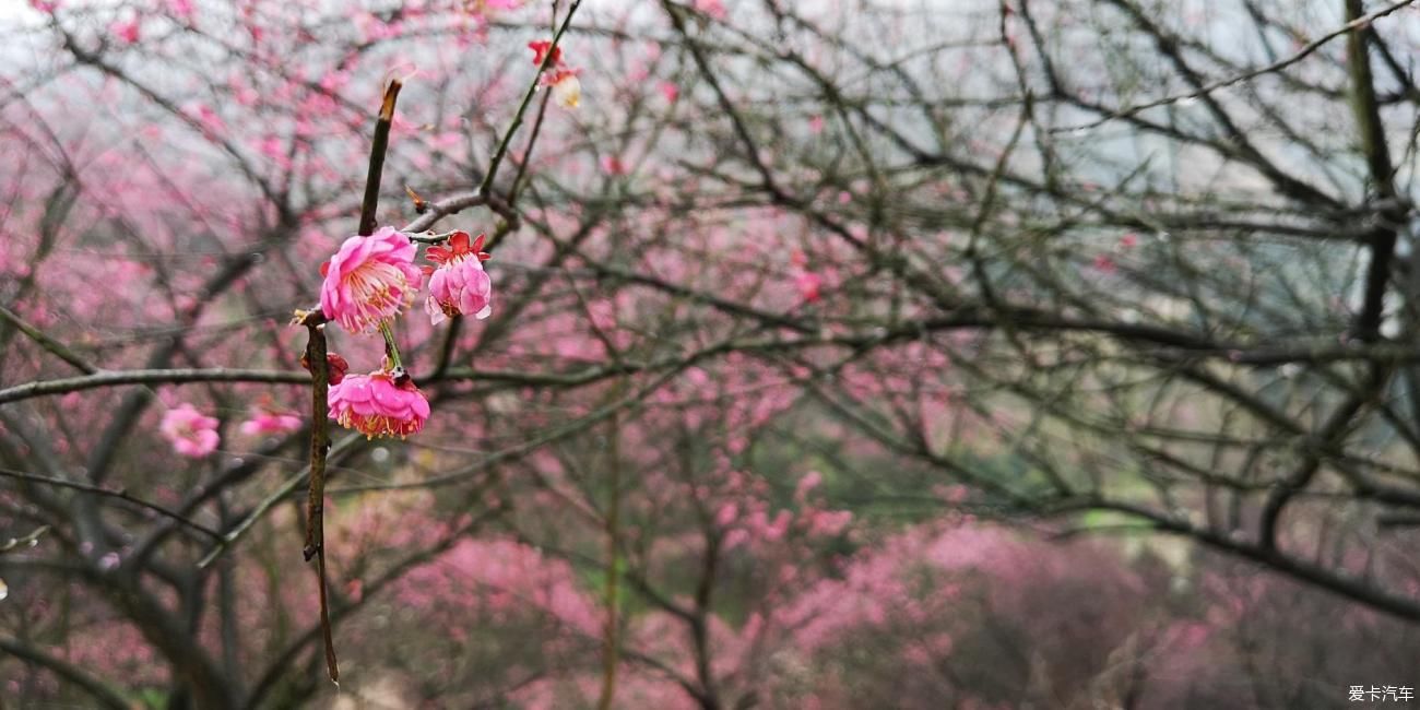 江南雨，梅花村，寻梅踏青！