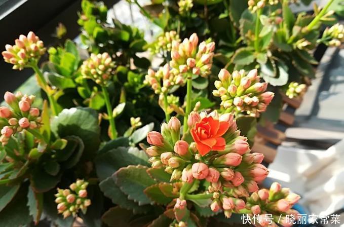 给长寿花“吃点肥料”,春节花苞特别多,大苗小苗肥肥壮壮