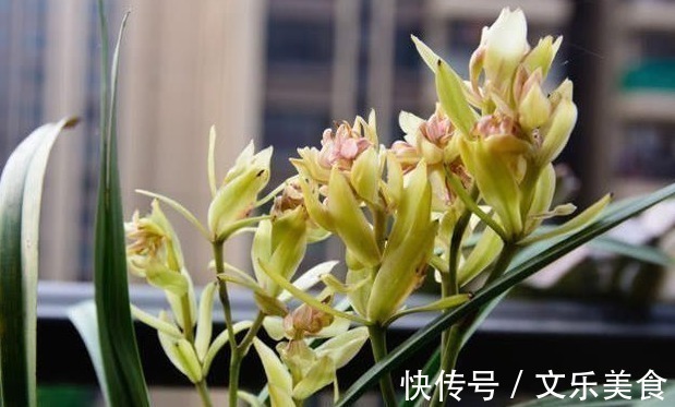 颗粒|老花农养兰花,用3种植料,兰花不烂根,芽蹭蹭冒,花呼呼开