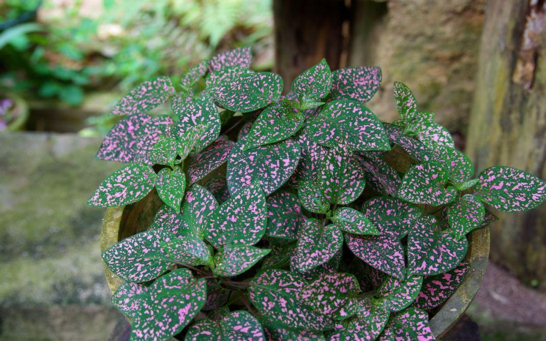 3种花作用大,室内灰尘也不怕,吸收能力强,人人都来夸