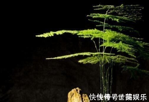 文竹|厨房里的“小东西”,拿来养文竹,比绿萝长得快,分分钟成盆景