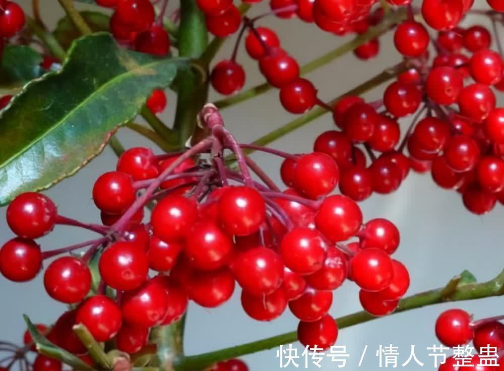 12种花，建议养一盆，不仅吸收废气，还有“旺财添福”的美好寓意