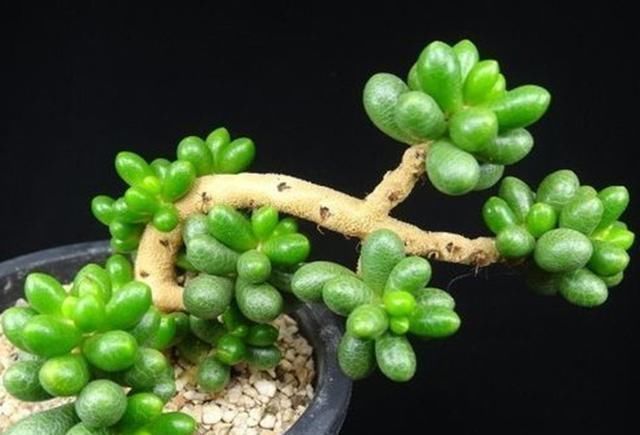 光照|3种适合做盆景的多肉,清新雅致,光照不足也能好好生长