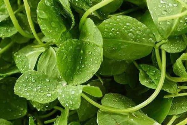 猪殃殃|农村4种野菜药用价值高,常吃防治各种疾病,特别适合老人