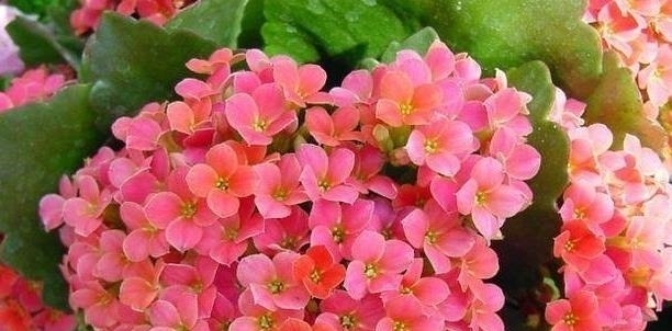 这5种盆栽植物，不浇水反而越长越好，最适合新人练手