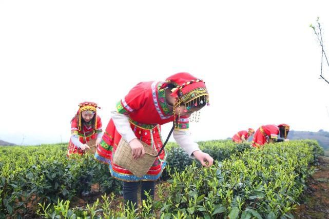 老年|约约约！綦江踏青登山攻略