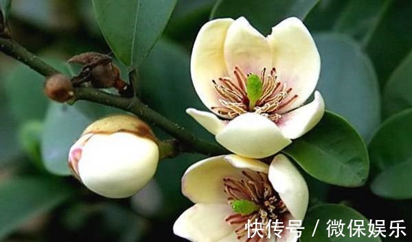 这花好奇怪,花只绽开一半,香味却散到十里外!